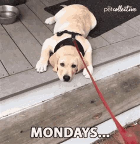 monday gif|More.